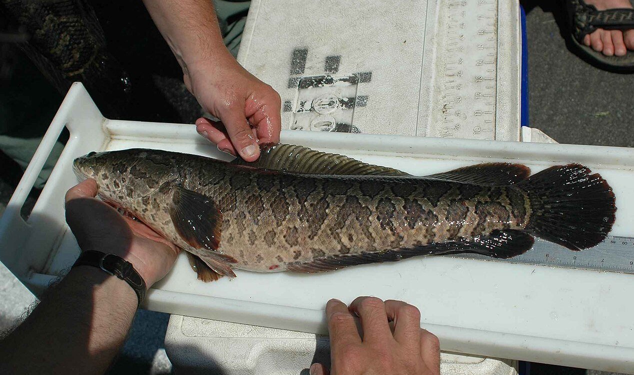 Snakehead