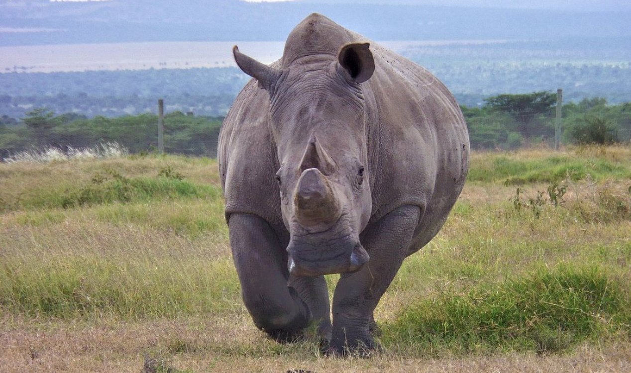 Northern White Rhino