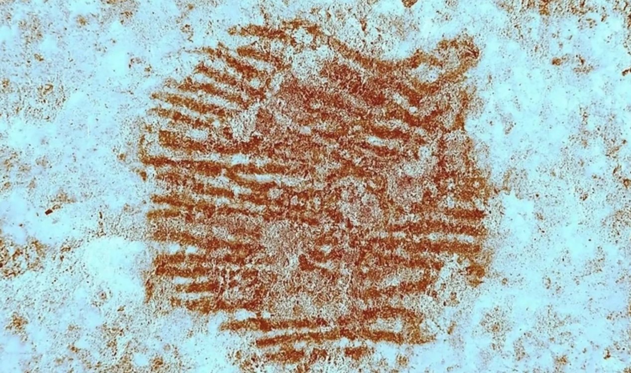 Oldest human fingerprint