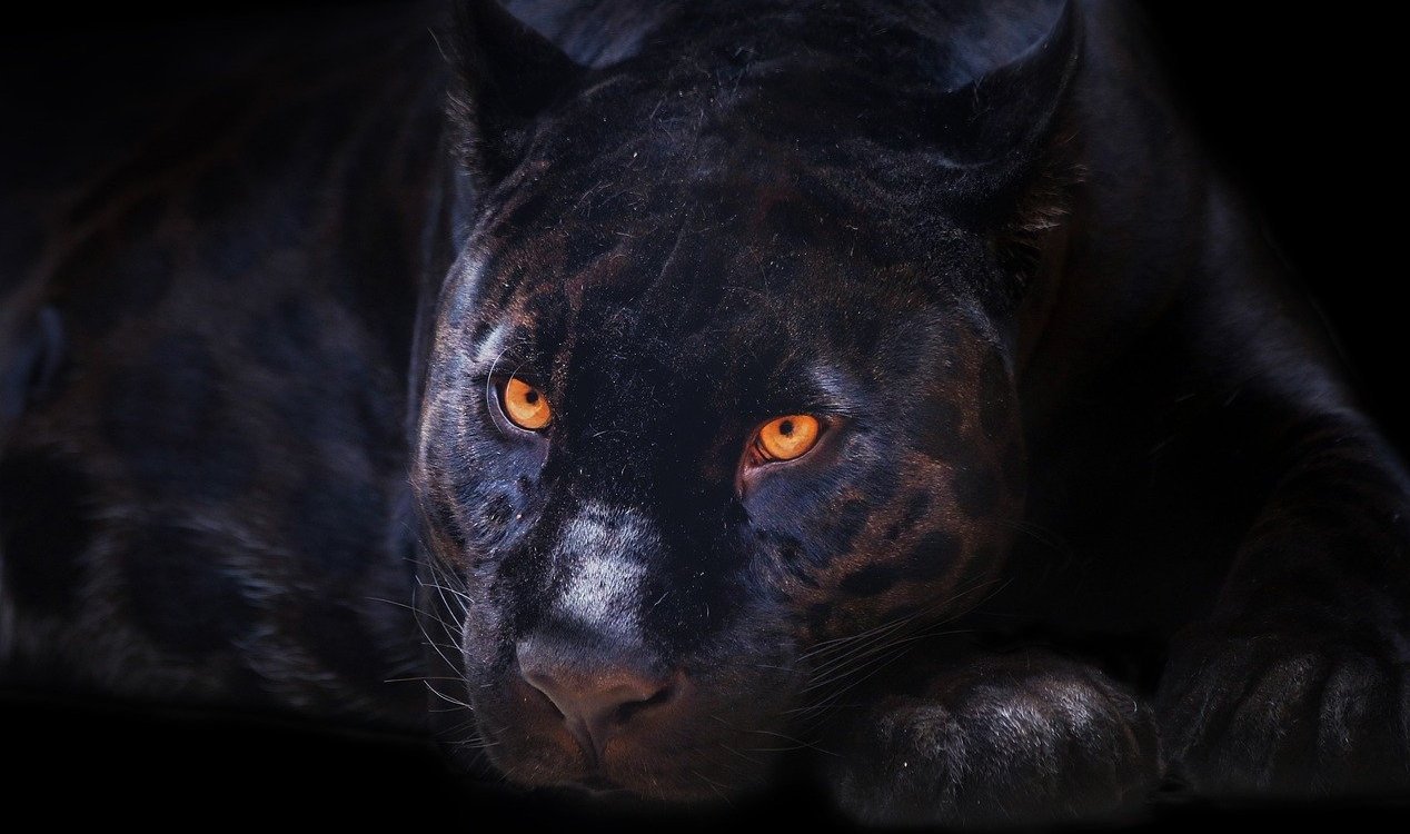 A black panther.