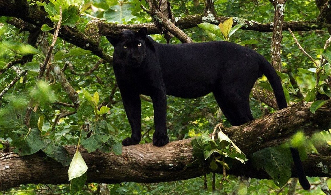 Panther