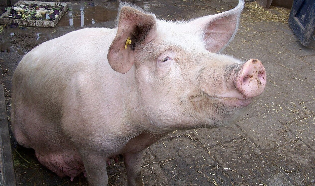 Pig