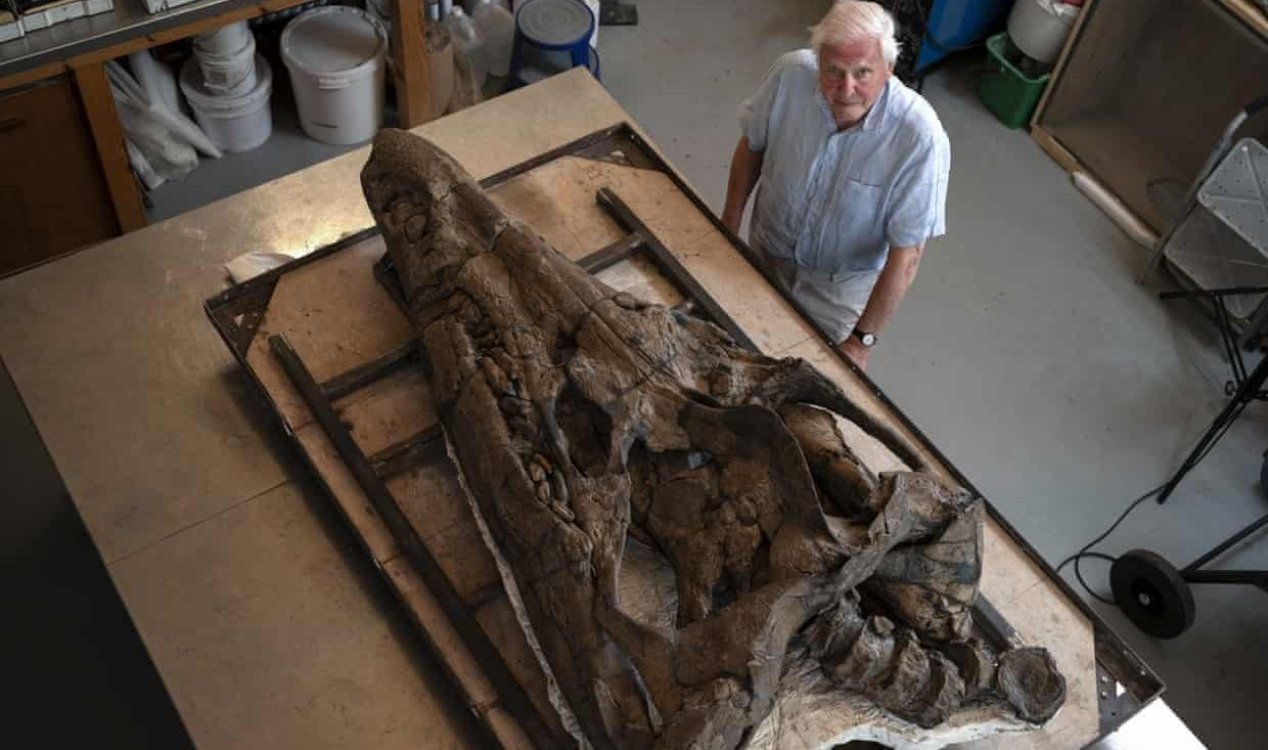 David Attenborough with a pliosaur skull.