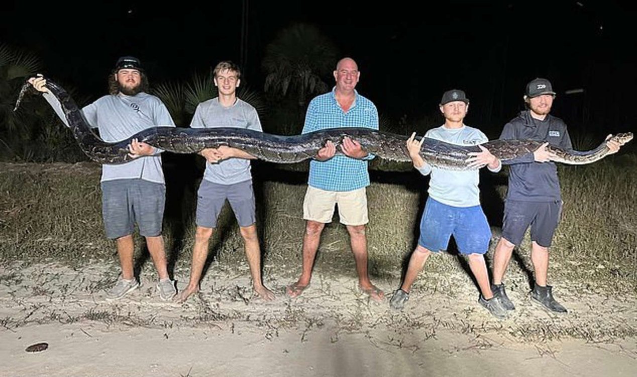 17ft python caught in Florida.