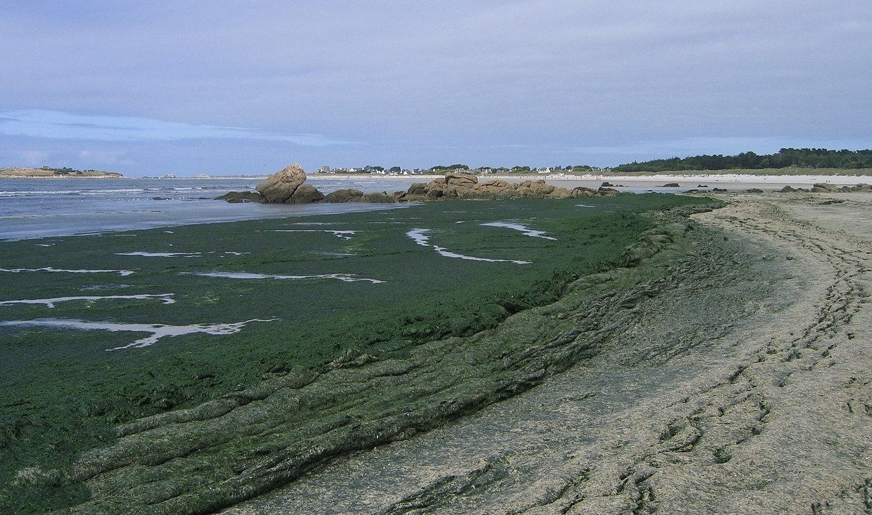 Seaweed
