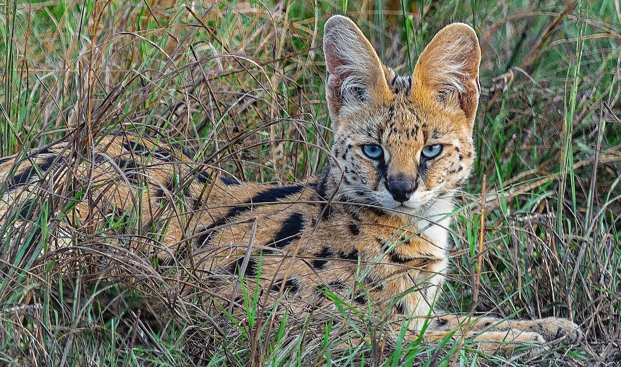Serval