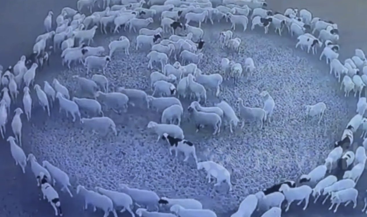 UPDATE: NOT ONLY SHEEP - Mystery as entire flock of sheep walk in circles for 12 days straight News-hq-sheep-circles