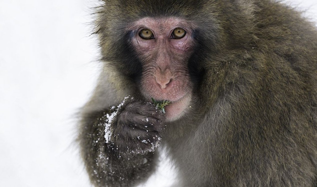 A Japanese snow monkey.