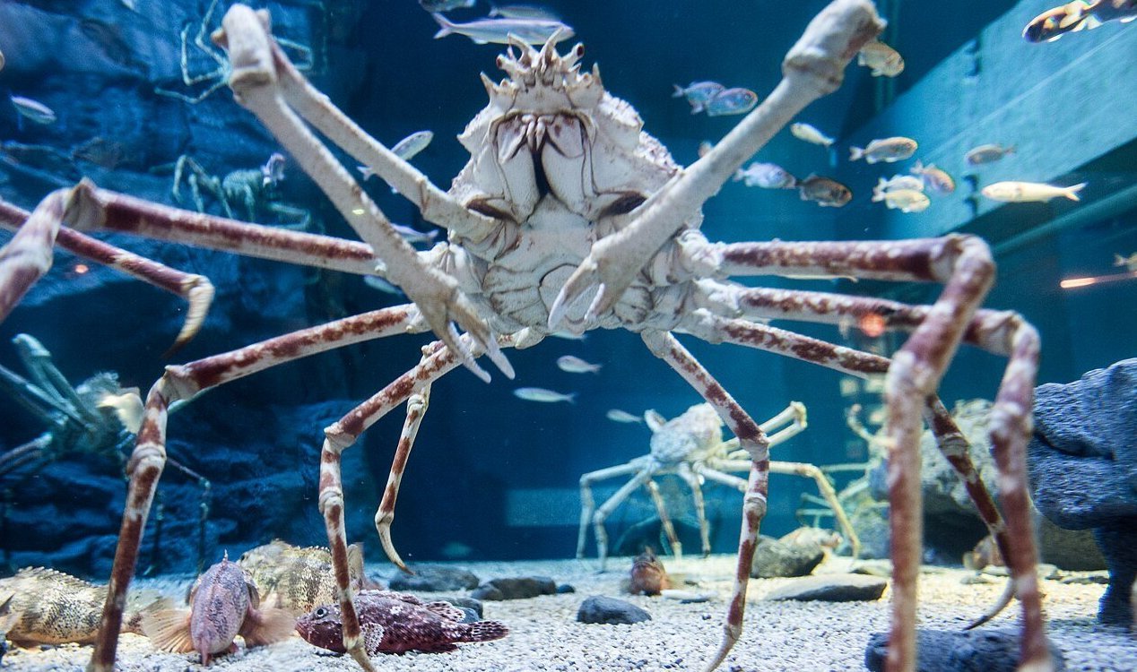 Spider crab