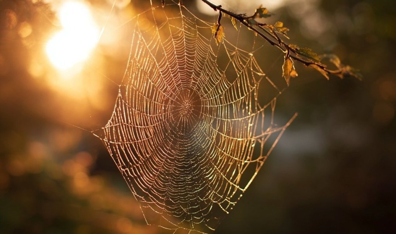 Spider web