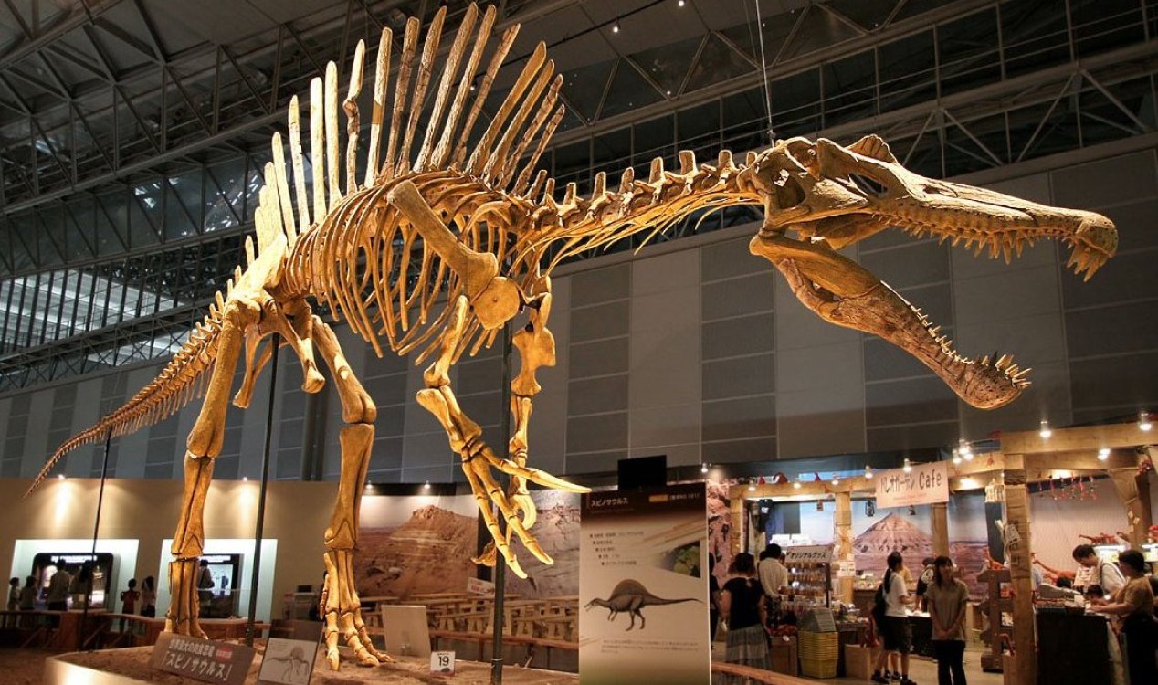 Spinosaurus skeleton.