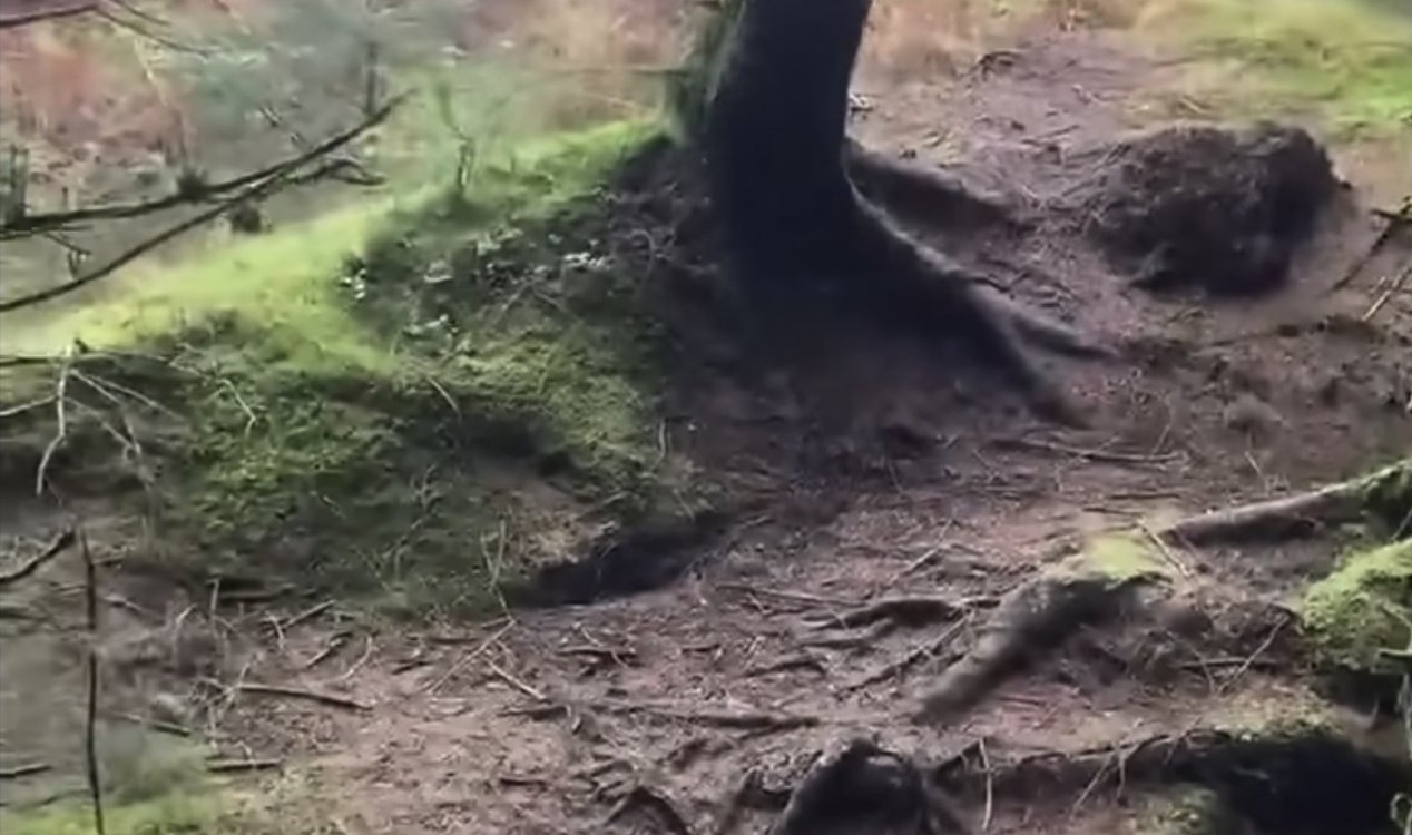 Storm Babet lifting the forest floor in Scotland.