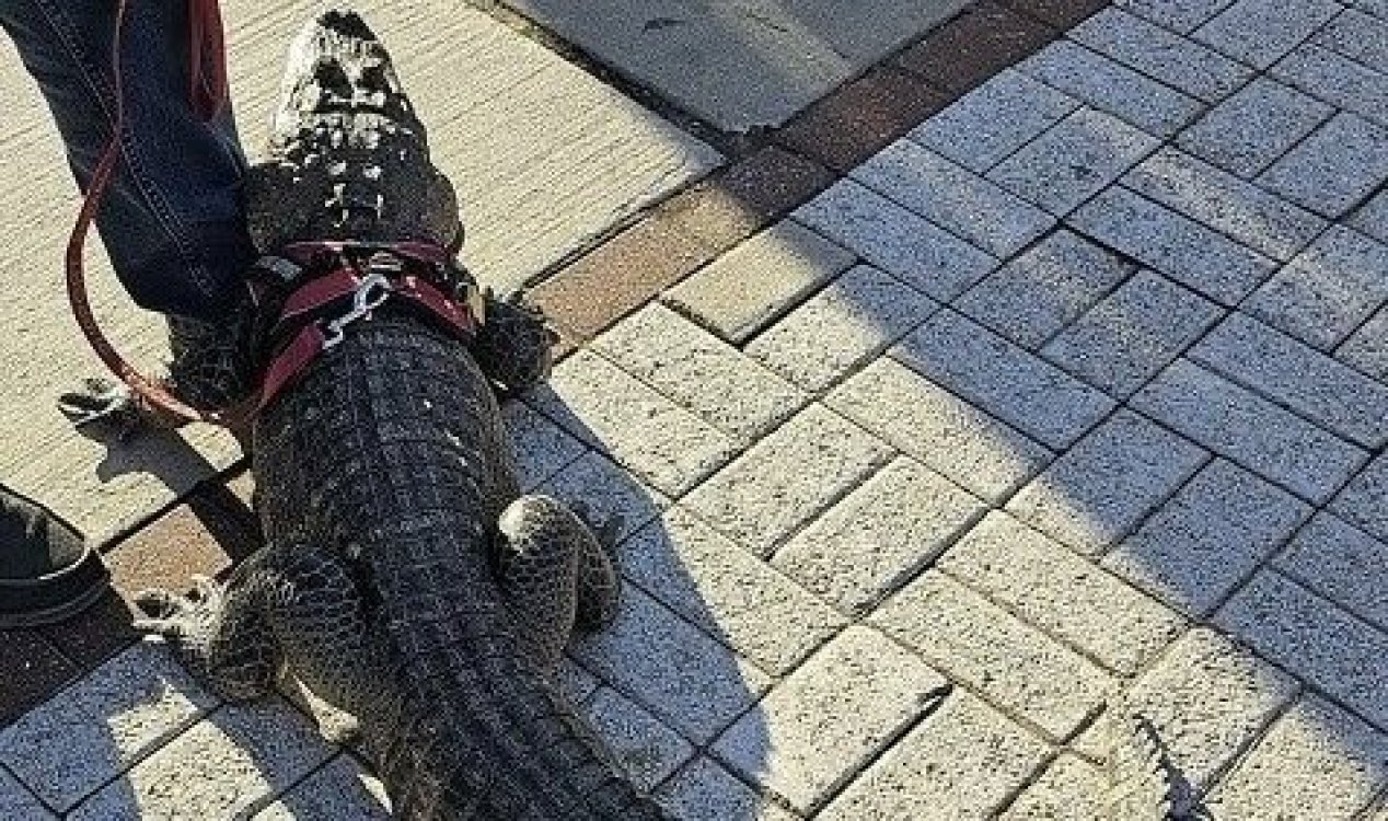 Alligator on a leash.