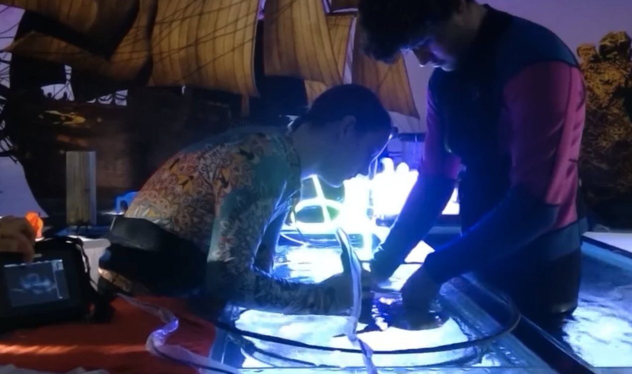 Stingray undergoes ultrasound scan.