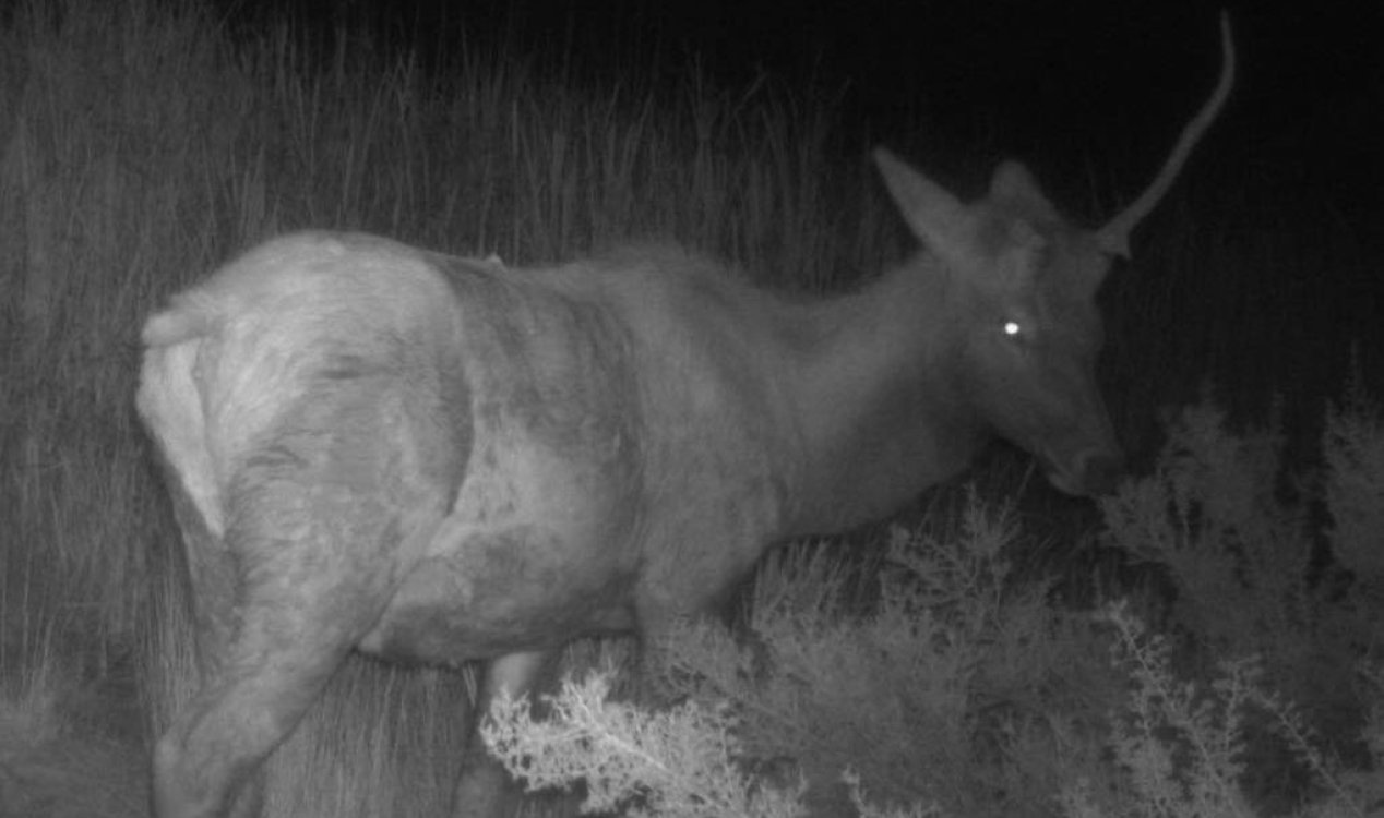 Young male elk with one horn.