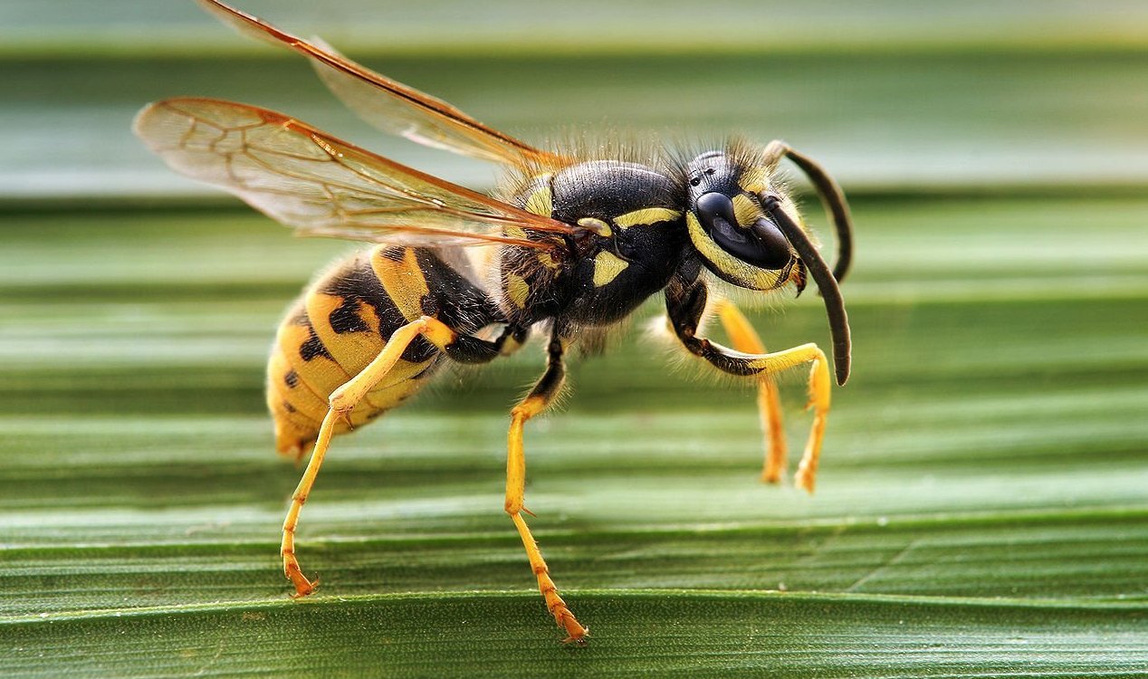 Wasp