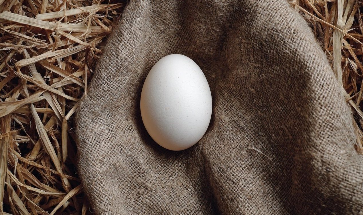 Egg