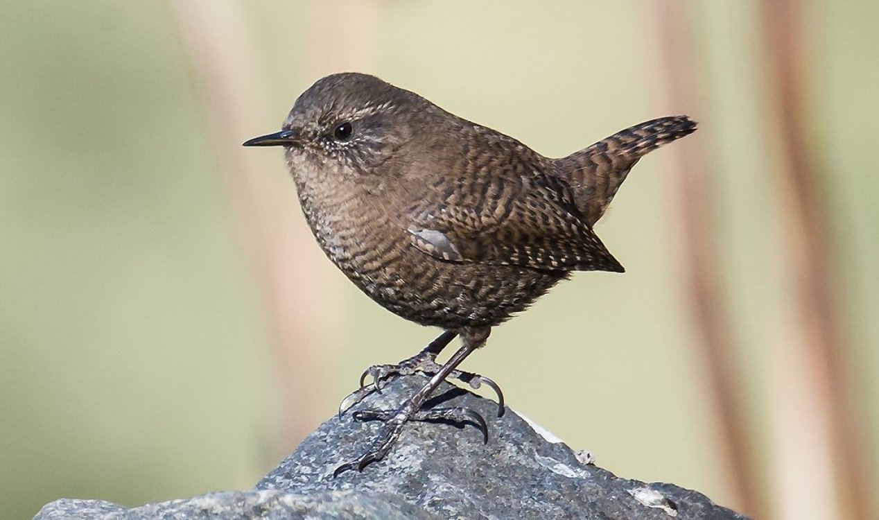 Wren