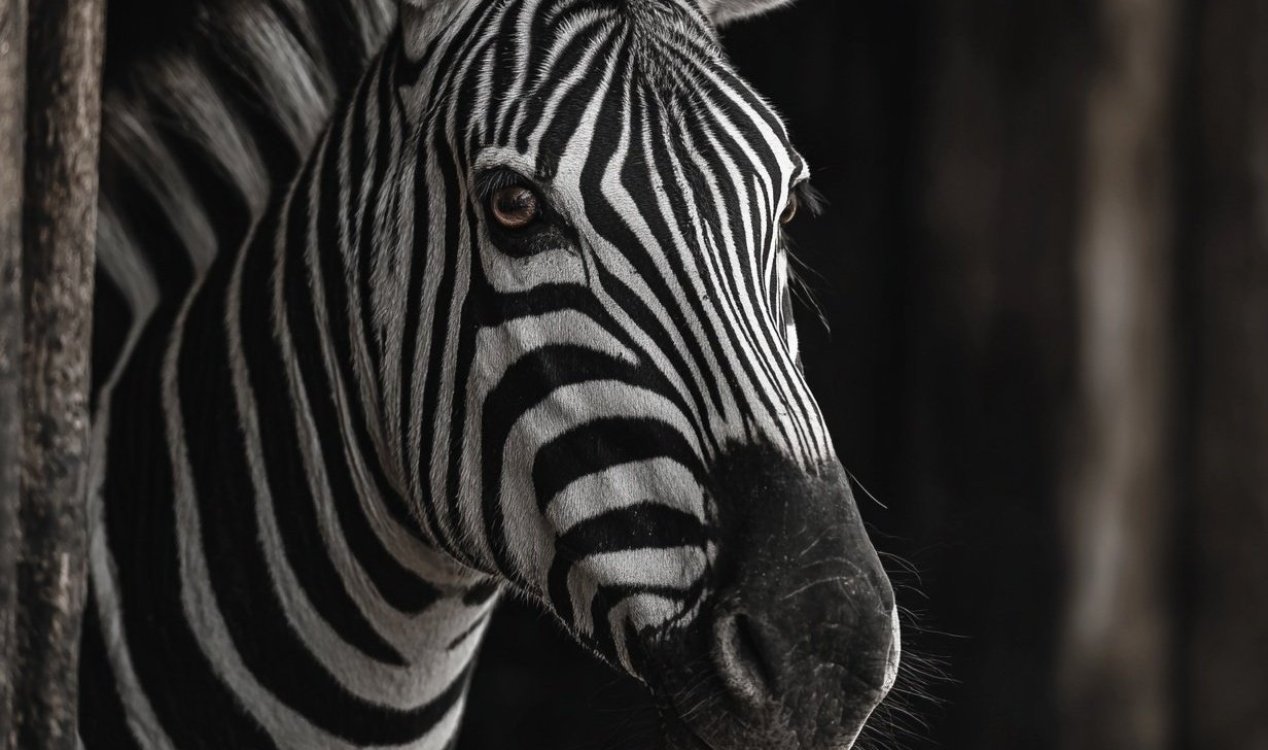 Zebra