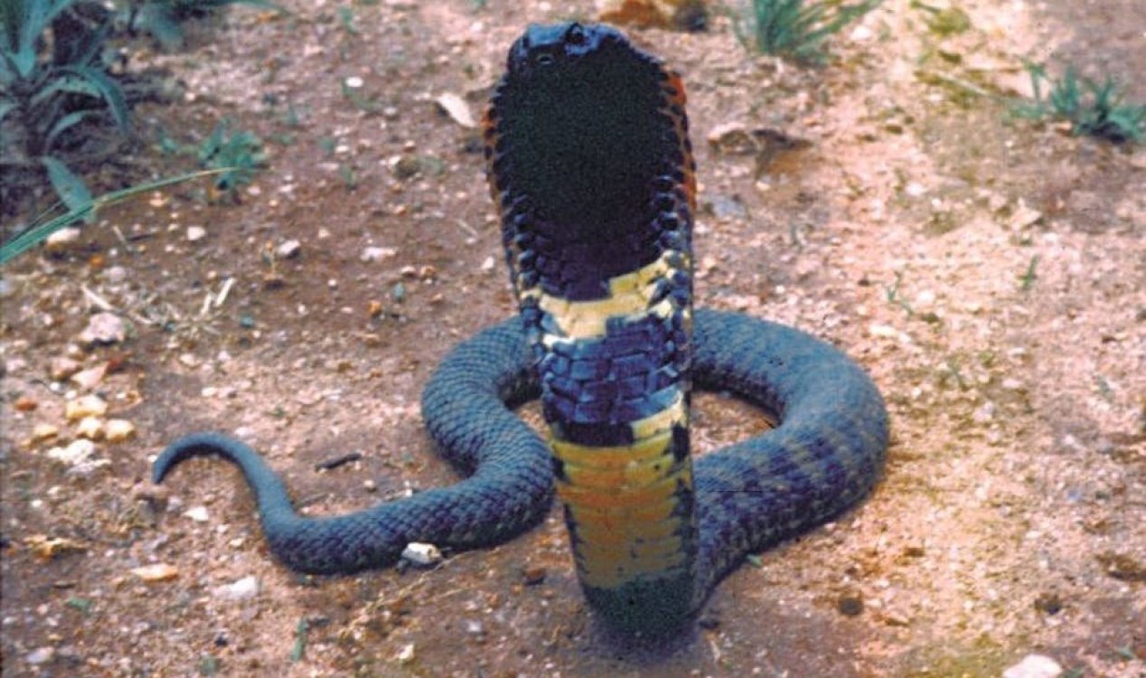 New species of snake found in Zimbabwe.