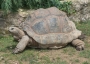 Aldabra giant tortoise.