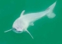 Baby great white shark.