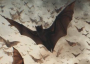 Bats