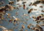 Bees