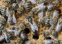 Bees crawling on a honeycomb.