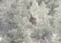 Bigfoot Colorado