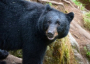 Black Bear