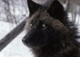 A large black wolf in the snow.