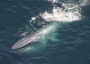 Blue Whale