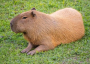 Capybara