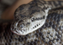 Carpet Python