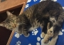 6-legged cat