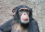 Chimp