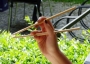 A woman holding chopsticks.