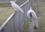 Cockatoos drinking