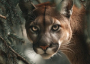 Cougar