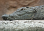 Crocodile