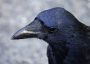 Crow