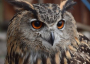 Eagle owl