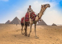 Camel Egypt
