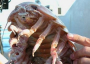 Giant isopod