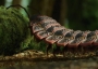 A reconstruction of Arthropleura.