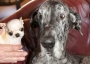 Tallest and shortest dogs