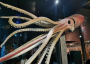 Giant squid