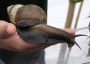 Giant snail