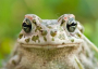 Green toad